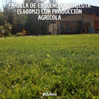 Parcela de ensueño en Quillota y con producción agrícola