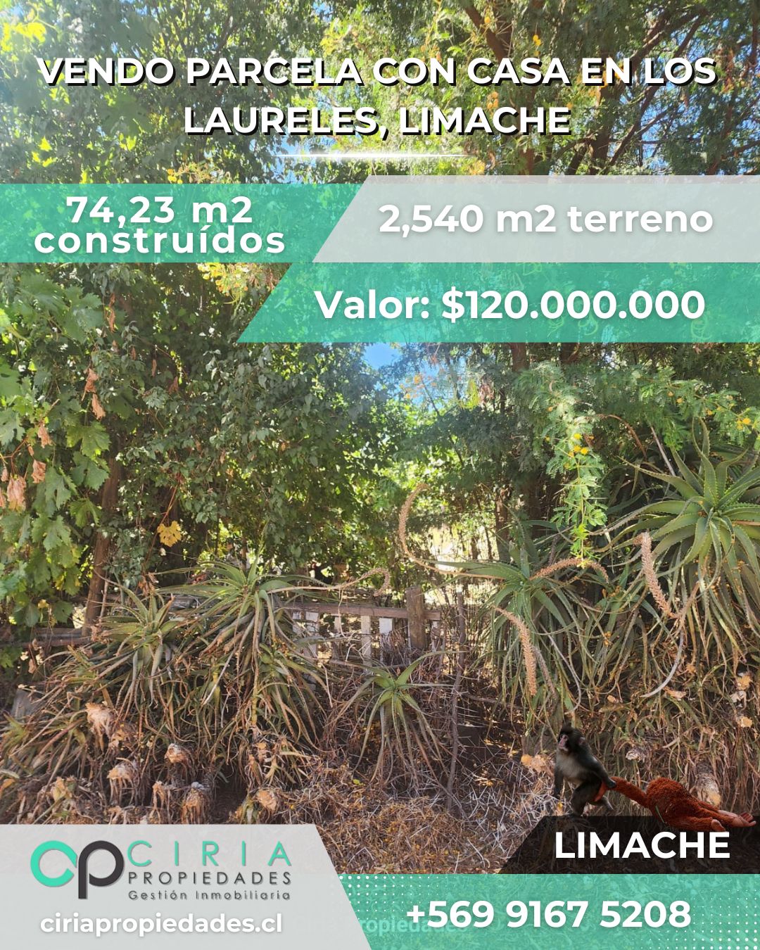 Parcela con casa en Los Laureles, Limache - Imagen 7